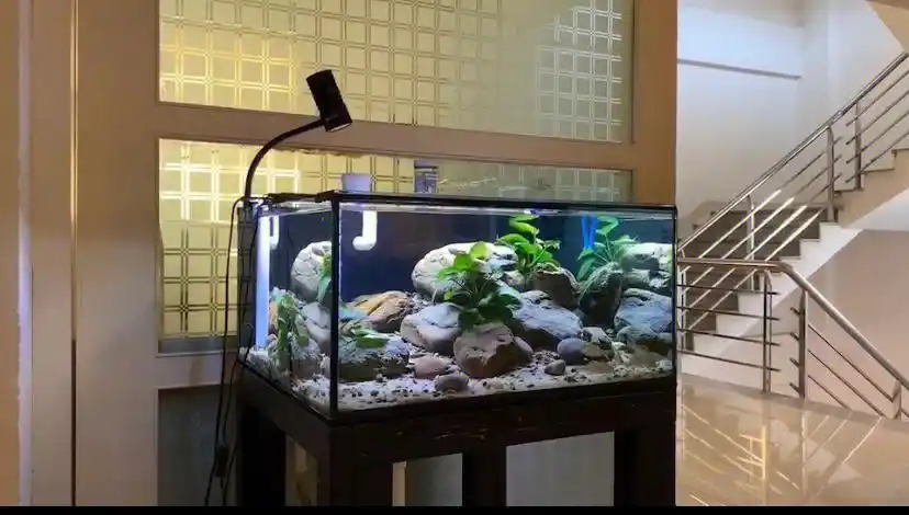 小城夏天  #笔记灵感#南美缸造景  #养鱼日记  #水草造景  #生态