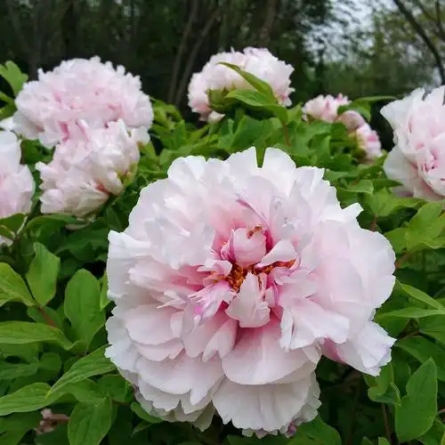 重瓣牡丹花苗观赏牡丹苗五年菏泽花王四季观赏牡丹花盆栽地栽批发
