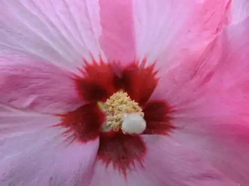 hibiscus,hibisceae,pink flower,pistil,pollen,close,flower