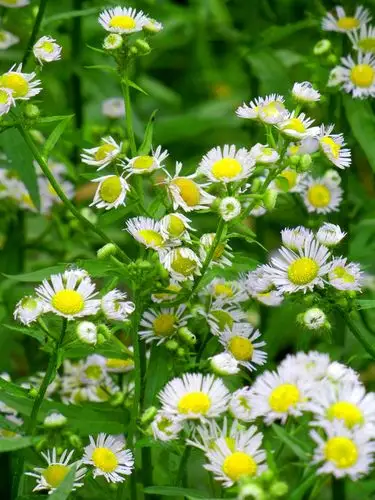 高清野菊花图片