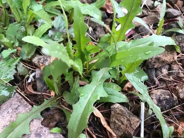 婆婆丁(蒲公英):野菜中的养生之王,如何科学食用?