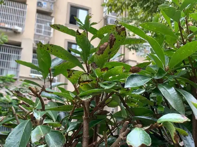 冬青树炭疽病每年复发