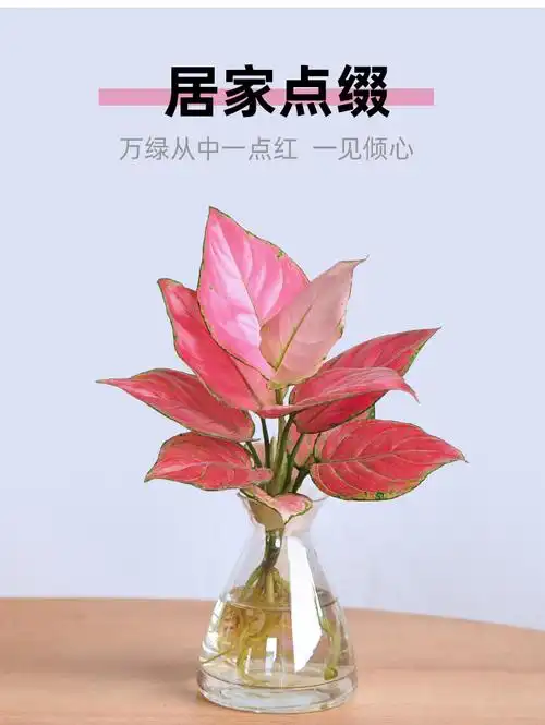 吉利红盆栽带盆水培大红中国红如意皇后小苗好办公室桌面水养植物