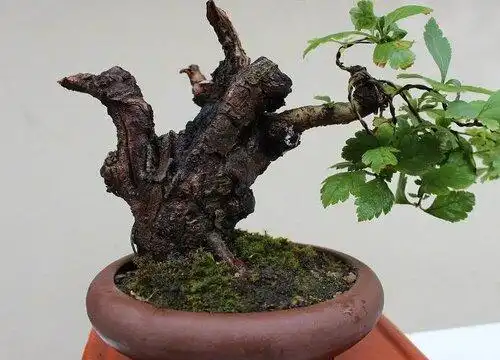 野山楂下山桩怎么养护