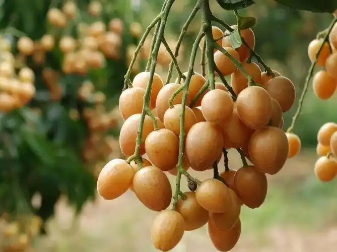 水果天堂"广西"一年四季水果上市时间,吃货快码住