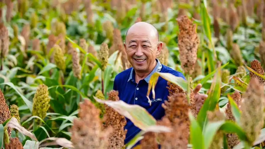 红彤彤的高粱地迎来大丰收.(摄影:秦荣)