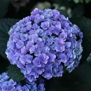 带花苞妖精之吻绣球 1加仑的原盆原土发货