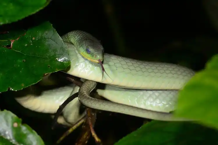 p>翠青蛇(学名: i>cyclophiops major  /i>)属于游蛇科,翠青蛇属,全