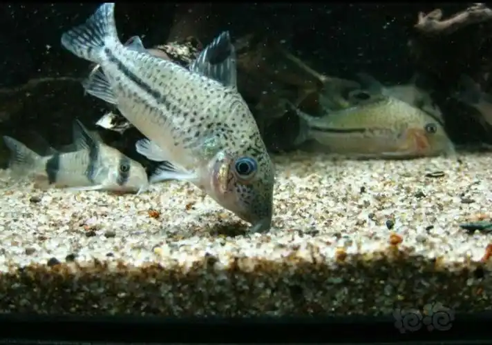 【鼠鱼】长吻茉莉豹鼠鱼