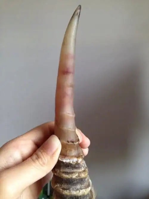 这是家收藏的赛加羚羊角.有认识的嘛?这品质如何?