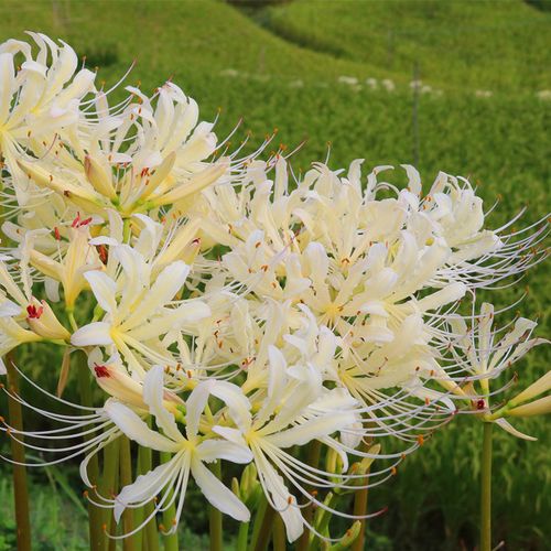 乳白色曼珠沙华彼岸花石蒜庭院室内盆栽花卉稀有植物曼陀罗华球根