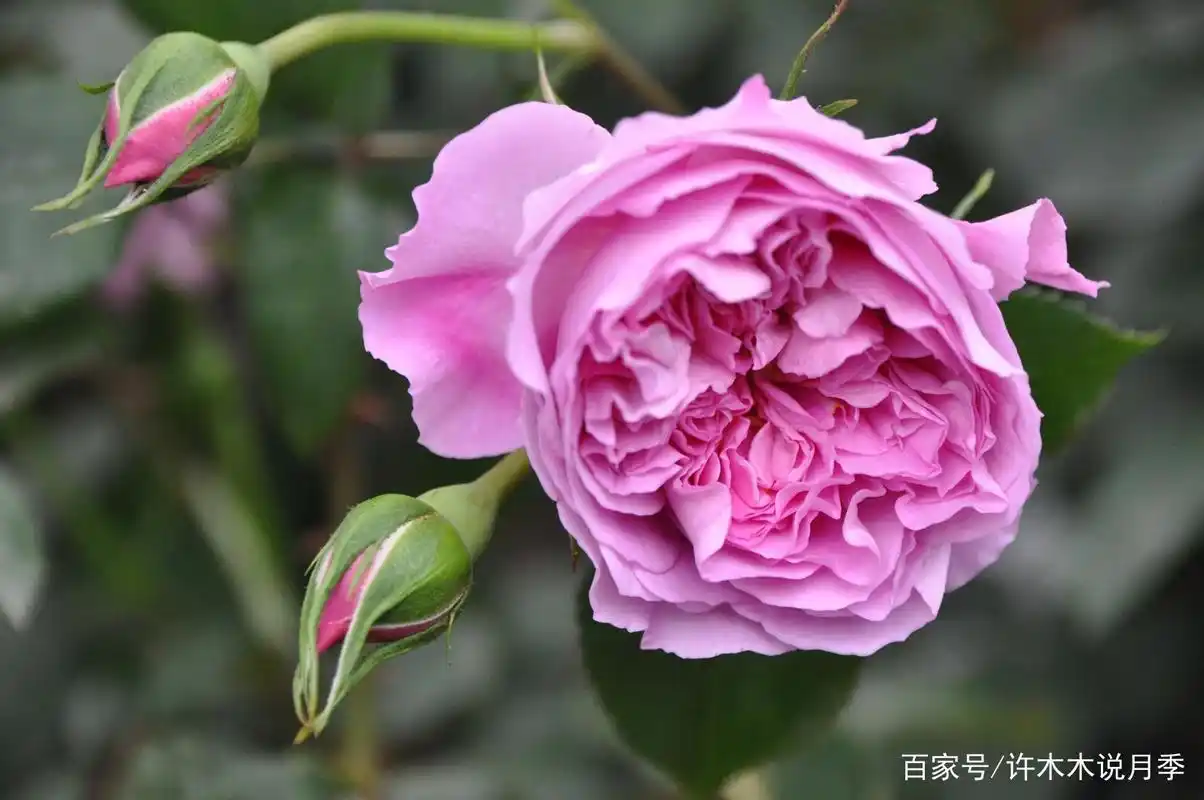 高冷美丽的花朵,每朵花都很仙.堪称最难养