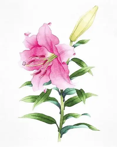 水彩小图适合初学者临摹