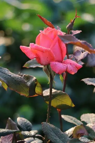 这花儿让我觉得,生活很美!