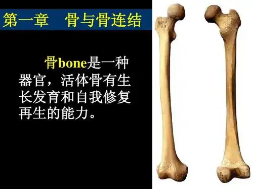 2骨学总论和关节学ppt