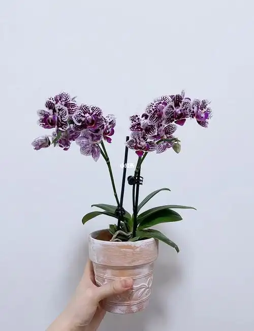 复古斑点小斑马蝴蝶兰