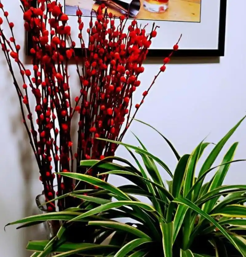 春节快要到了,家里养瓶银柳,开花200天,漂亮又喜庆