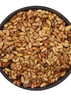 一斤黄刺玫种子 红刺玫种子 刺玫花 硬皮刺 黄刺玫 玫瑰种子蔷薇