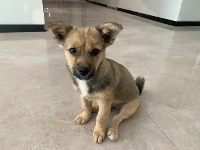 串串狗流浪狗,小型犬.长不大的那种.