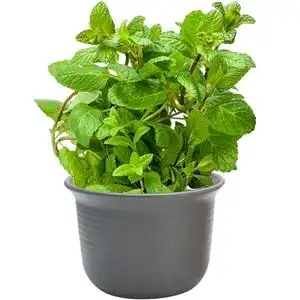 薄荷盆栽苗胡椒香槟室内柠檬四季食用留兰香阳台猫薄荷香草苗