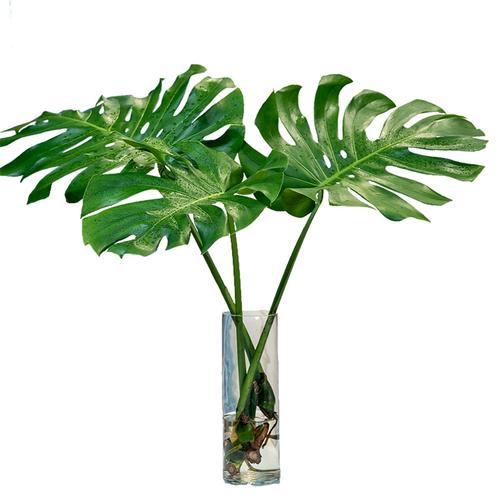 水培植物龟背竹大叶绿植室内客厅开背吸甲醛老桩四季常青水养植物