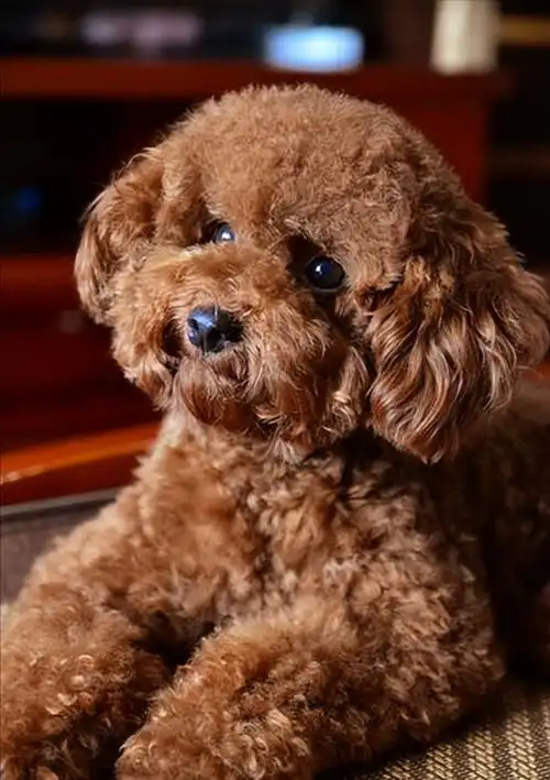 很多人饲养宠物狗都会选择饲养泰迪犬,因为它聪明,小巧可爱,但是如今