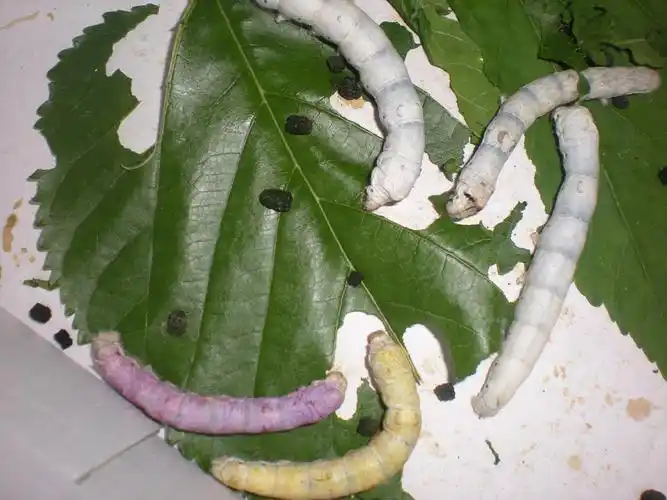 七彩蚕宝宝是什么样子的