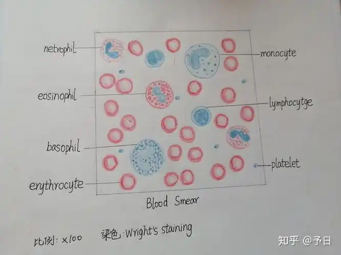 组胚实验红蓝铅笔图随时更新哟