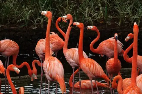 火烈鸟的家【原创】 - 美篇