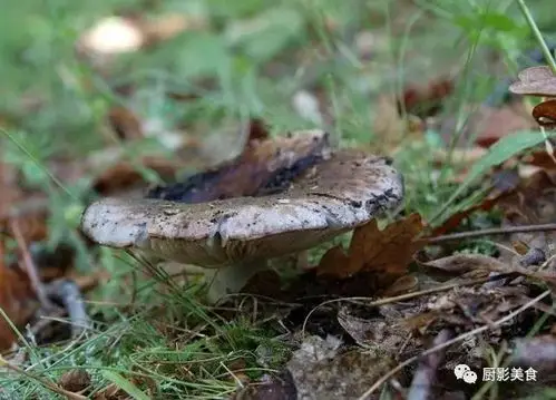 火炭菌火炭菌学名密褶红菇,菌盖灰黑色,浅漏斗型,边缘常内卷;菌肉白色