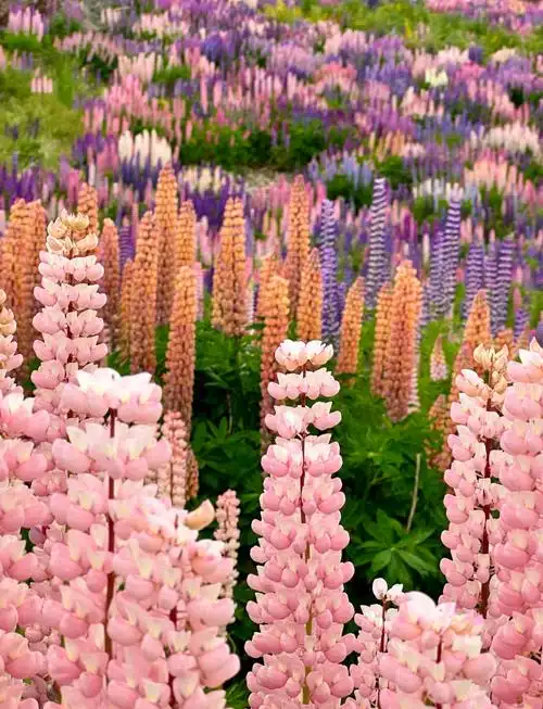 新西兰南岛鲁冰花观赏指南