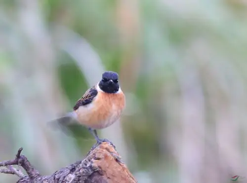 不断抖尾的黑喉石鵖