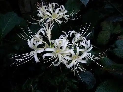 世界上有曼珠沙华(彼岸花)吗?