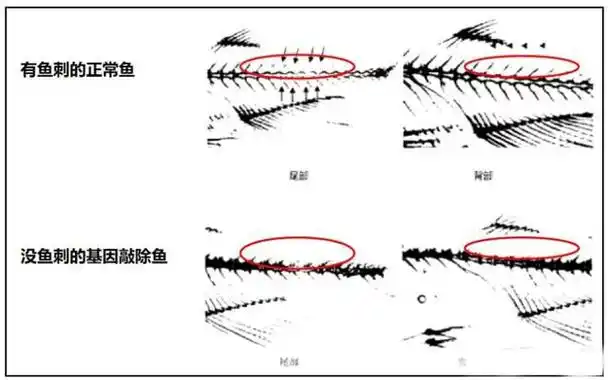 钓鱼人之福无小刺鲫鱼即将上市吃鱼再也不用挑刺