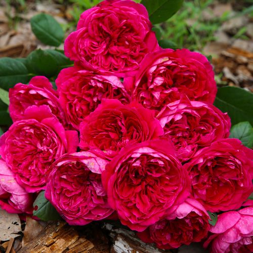 花卉精选皇家胭脂灌木月季月季花花苗大花浓香花卉