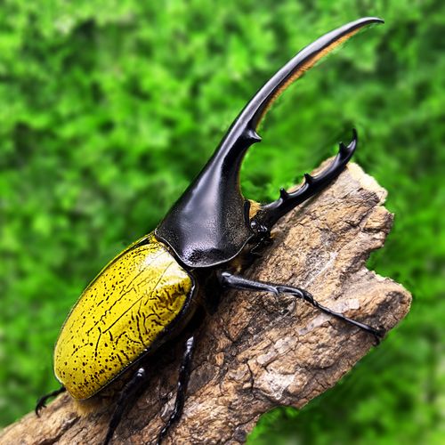 长戟大兜虫 独角兽龙宠物甲虫成虫幼虫巨型超大个体毛象南洋战神