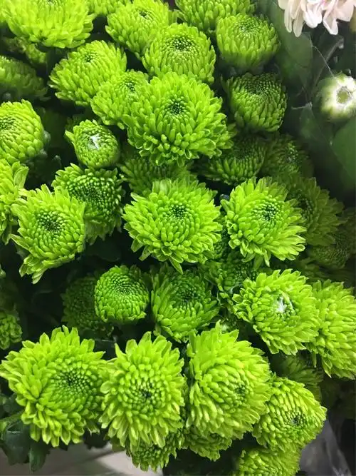 绿色的雏菊更加赏心悦目.