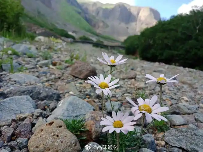 长白山北坡的小野花,无人欣赏也芬芳