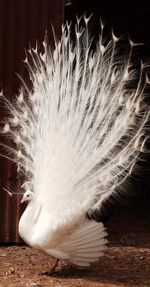 白孔雀 - 堆糖,美图壁纸兴趣社区