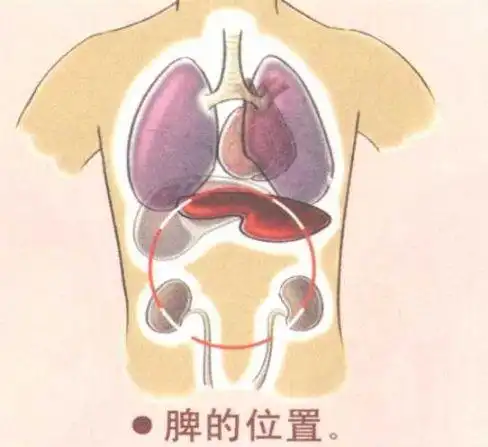 脾在什么位置高清图片