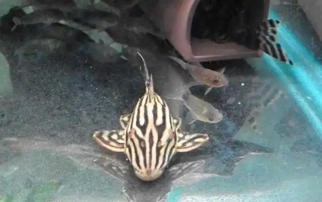 锉钩甲鲶属是新被发现的一类异型鱼,特征时身体修长,表皮体刺不明显