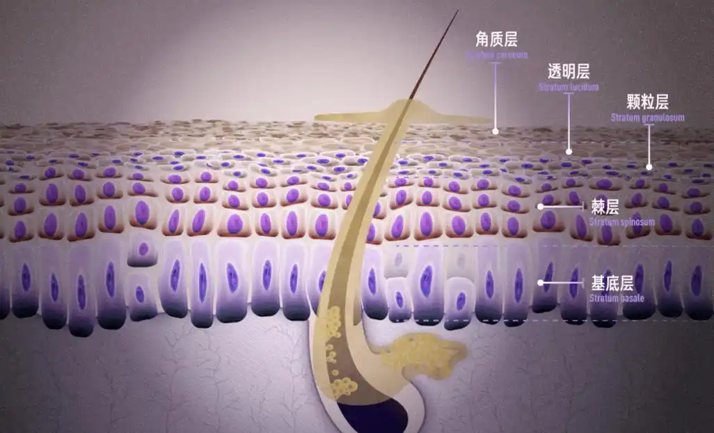 为什么你的皮肤这么干