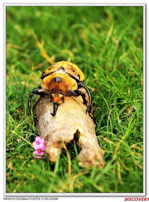 一组南美独角天牛的pp