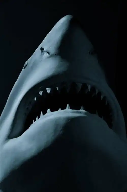 无人,竖图,室内,特写,鲨鱼,野生动物,纽约,黑色背景,张嘴,摄影,头像