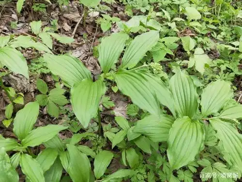 东北大山里的山野菜