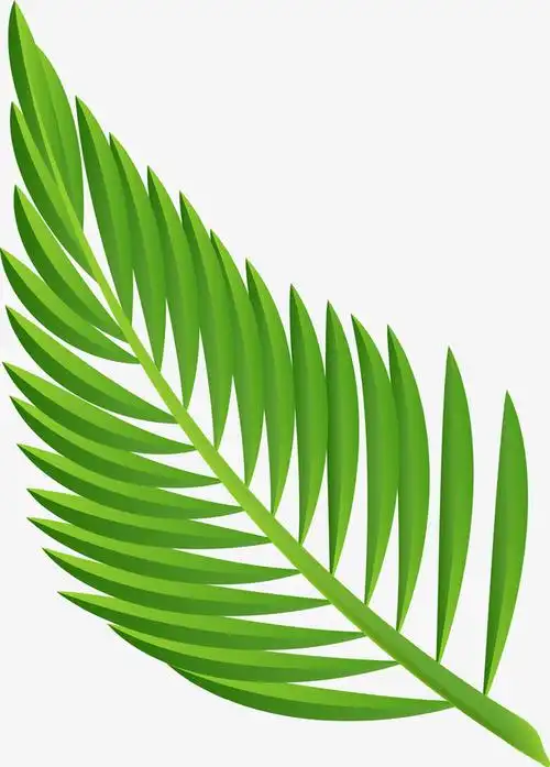 卡通棕榈叶叶子图