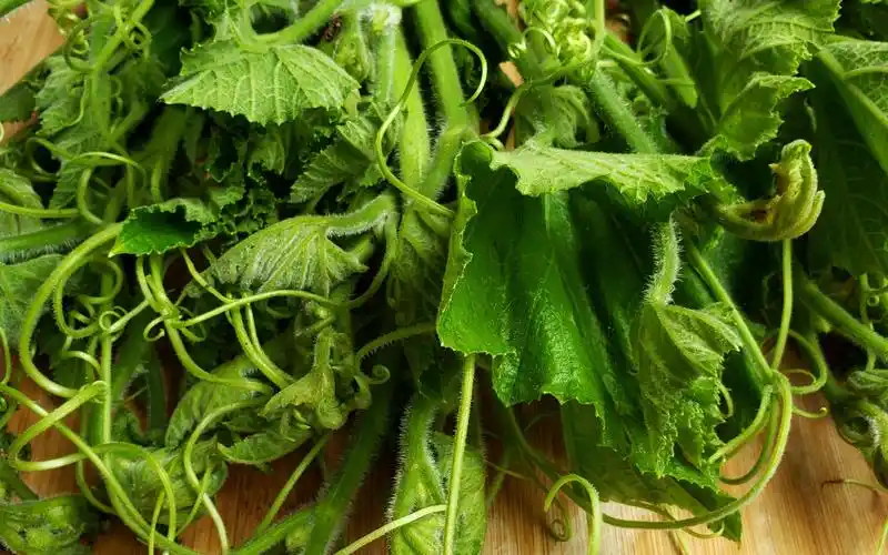 一周吃3次的南瓜尖做法,简单美味,每次上桌都光盘