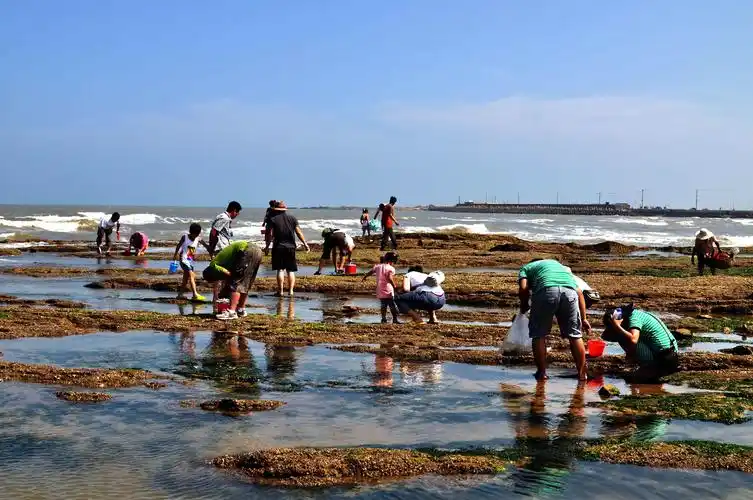 【萌娃总动员】云顶天空之城,赶海拾贝,打卡网红福道,快乐小茶农,贝壳