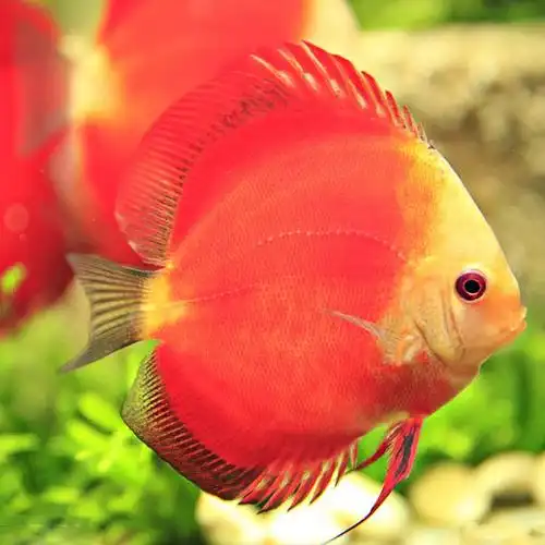 热带观赏七彩神仙鱼6 8厘米鱼场直销包活体品相好无黑沙品种齐全