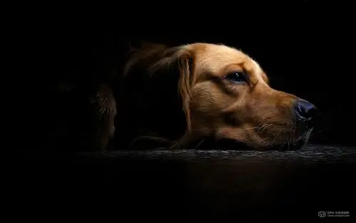 金毛原创精品壁纸"黑色主题"《忧郁的金毛》兼容各种宽频格式(最新